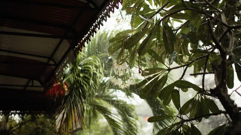 Regen auf tropischen Blättern unter einem Verandadach