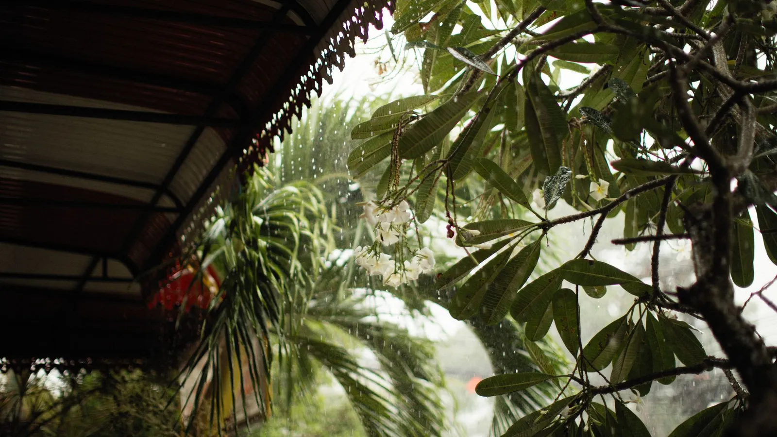 Rain on tropical leaves under a veranda roof