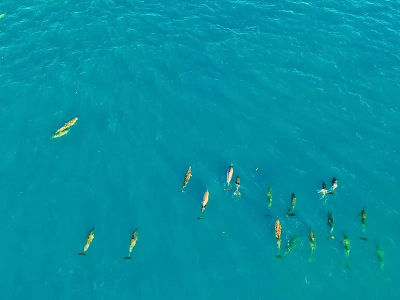 Dolphins swimming in blue water, seen from above